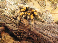 Brachypelma