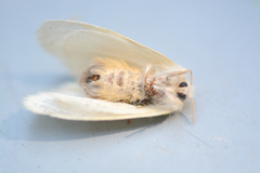 Euproctis haemodetes