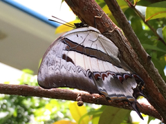 Polyura schreiber