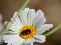 Acmaeoderella flavofasciata flavofasciata