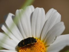 Acmaeoderella flavofasciata flavofasciata