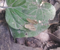 Perophthalma tullius