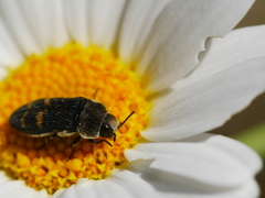 Acmaeoderella flavofasciata flavofasciata