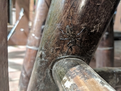 Steirastoma histrionicum