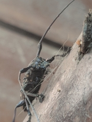 Steirastoma histrionicum