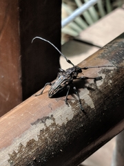 Steirastoma histrionicum