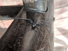 Steirastoma histrionicum