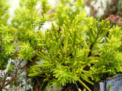 Halocarpus bidwillii