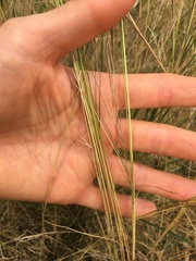 Austrostipa scabra
