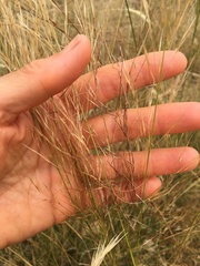 Austrostipa scabra