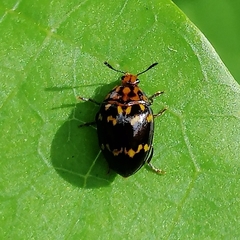 Prepopharus chamoeleo