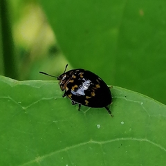 Prepopharus chamoeleo