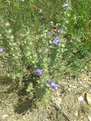 Scutellaria drummondii
