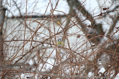 Cyanistes caeruleus