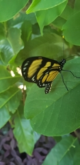 Methona themisto