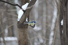 Cyanistes caeruleus