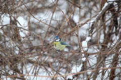 Cyanistes caeruleus