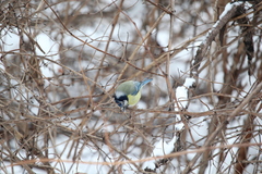 Cyanistes caeruleus