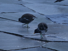 Gallinula chloropus