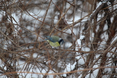 Cyanistes caeruleus