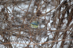Cyanistes caeruleus