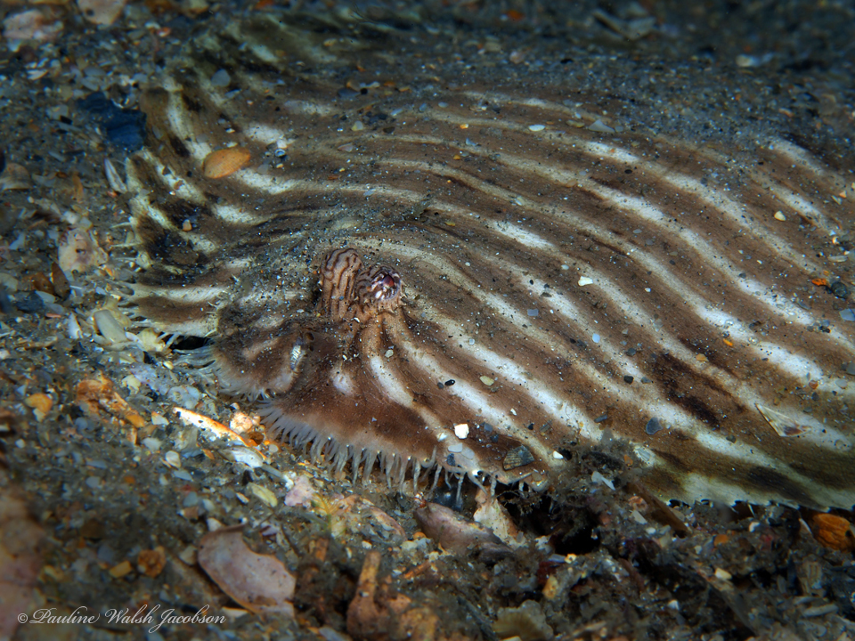 Naked sole (Gymnachirus melas) — Achiridae