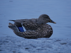 Anas platyrhynchos