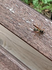 Polistes chinensis