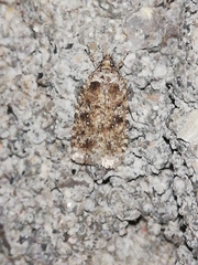 Agonopterix ciliella
