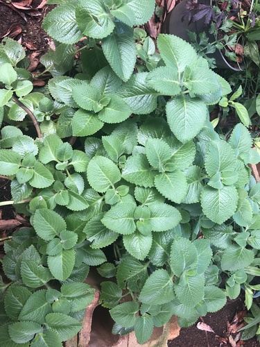 Coleus amboinicus, 2022-01-23