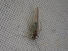 Stenopsocus immaculatus