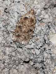 Agonopterix ciliella