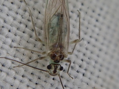 Stenopsocus immaculatus