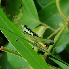 Parascopas