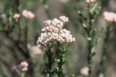 Ozothamnus blackallii