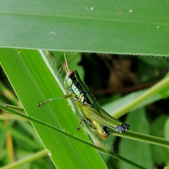 Parascopas