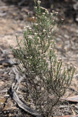 Ozothamnus blackallii