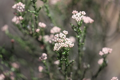 Ozothamnus blackallii