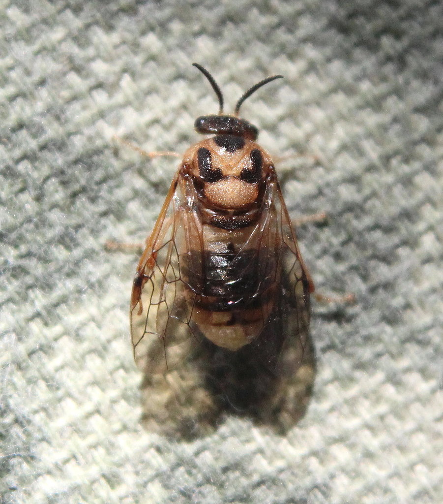 Introduced Pine Sawfly