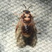 Introduced Pine Sawfly - Photo (c) Danny O'Shea, some rights reserved (CC BY-NC), uploaded by Danny O'Shea