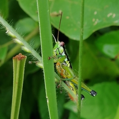 Parascopas