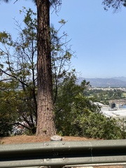 Juglans californica