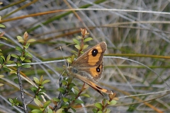 Argyrophenga janitae