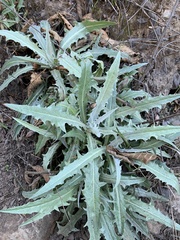 Stephanomeria cichoriacea