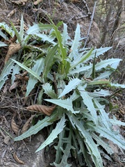 Stephanomeria cichoriacea