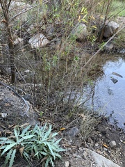 Stephanomeria cichoriacea