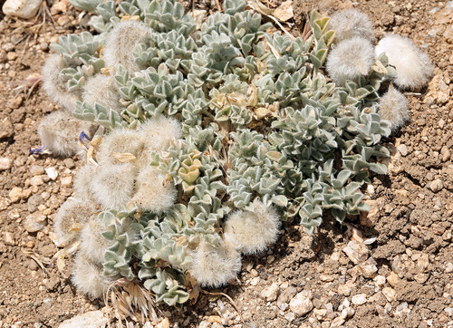 woollypod milkvetch (Astragalus purshii)