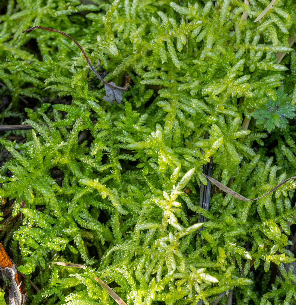 Neat Feather-moss from Metro Vancouver, BC, Canada on January 22, 2022 ...