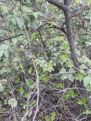 Commicarpus tuberosus