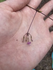 Commicarpus tuberosus